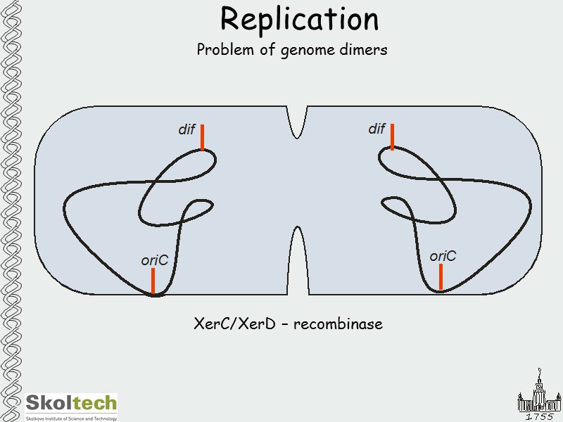 Replication Problem of genome dimers XerC/XerD – recombinase